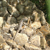 Rusty lizard  Texas spiny lizard