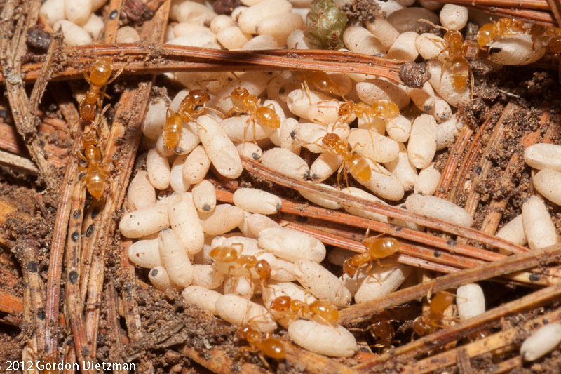 Citronella Ants Project Noah