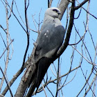 Mississippi Kite