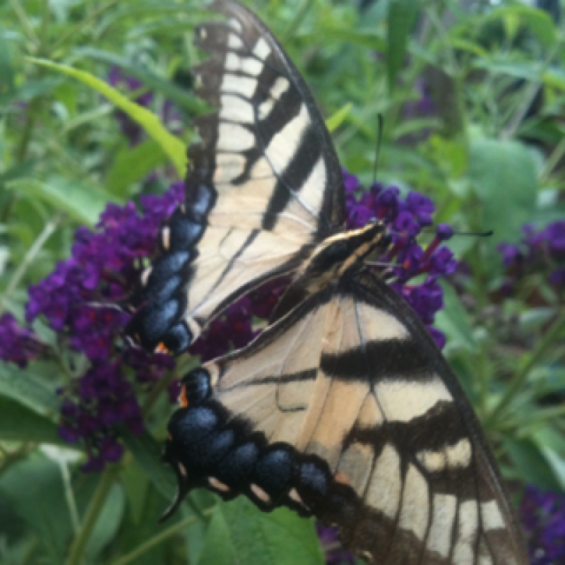 Eastern Tiger Swallowtail