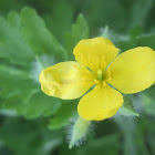 Celandine