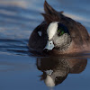 American Wigeon