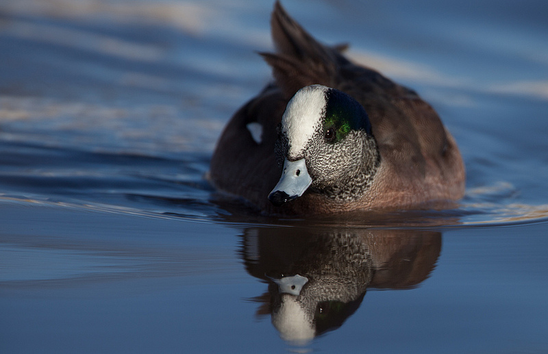 American Wigeon