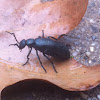 Oil beetle