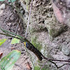 Yellownecked Caterpillar