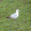 Ring-billed Gull