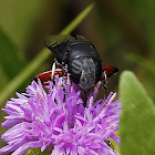 Syrphid Fly