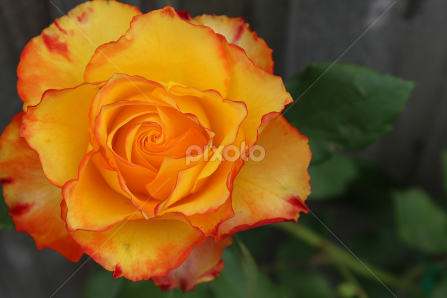 Tequila Sunrise Single Flower Flowers Pixoto