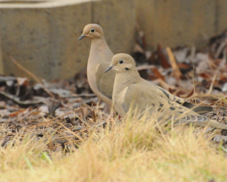 Mourning Doves (pair)