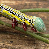 Chlenias auctaria - caterpillar