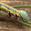 Chlenias auctaria - caterpillar
