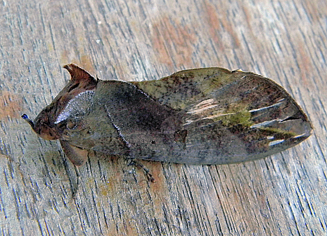 Pacific fruit-piercing moth