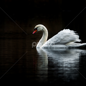 Swan XIII by Zoran Rudec - Animals Birds