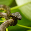Malabar pit viper