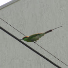 Green Bee-Eater