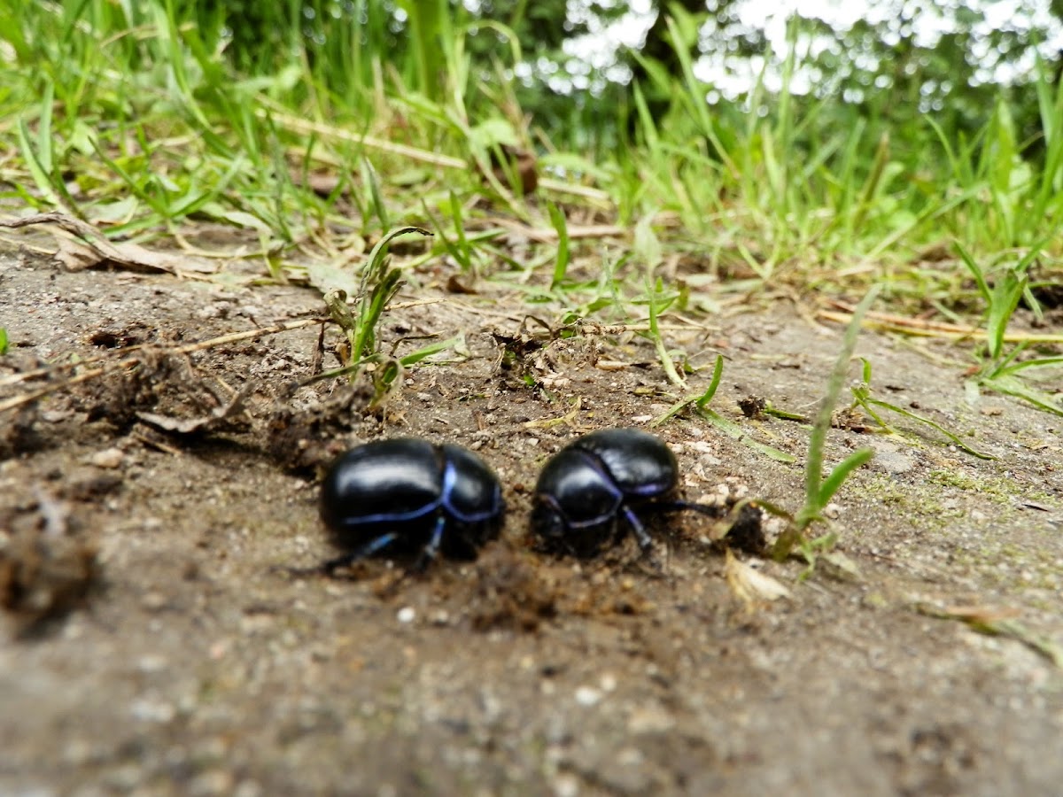 General Dung Beetle