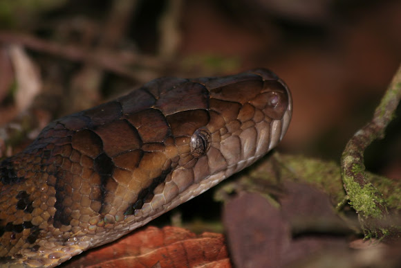 Amethyst Python, Scrub Python | Project Noah