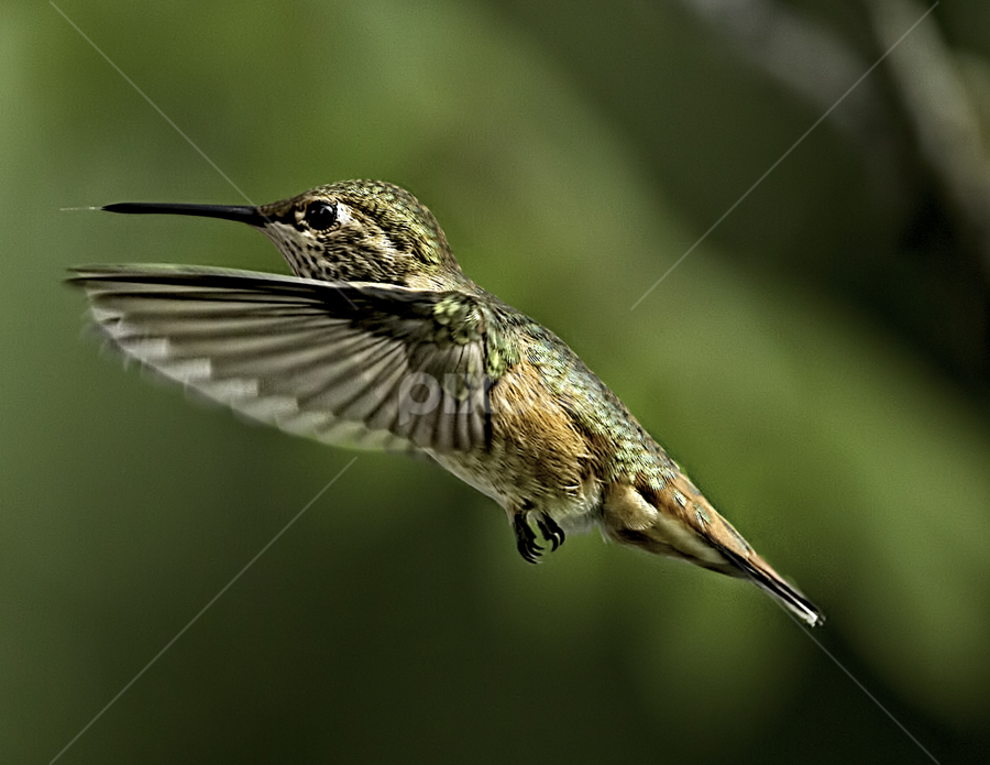Hummingbird 5 by Sheldon Bilsker - Animals Birds