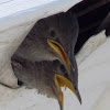 European Starling (nestling)