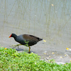 Common Gallinule