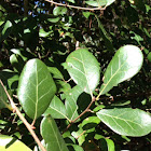 Myrtle oak