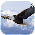 Eagle Live Wallpaper icon