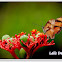 butterfly Dryas iulia