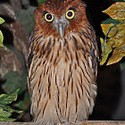 Philippine Eagle-Owl