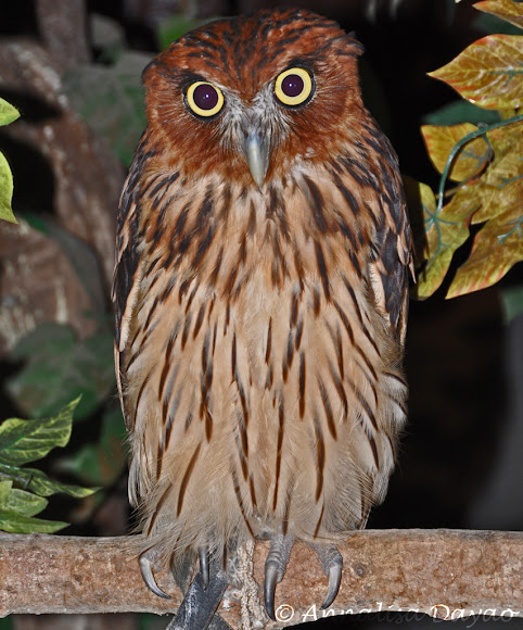 Philippine Eagle-Owl | Project Noah