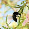 Valley Carpenter Bee (female)