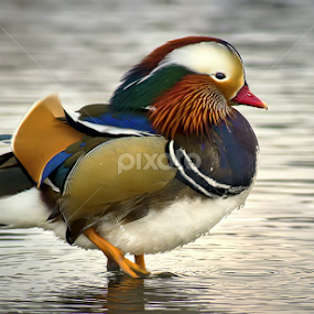 by Jean Verret - Animals Birds