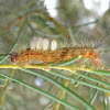 Tussock caterpillar