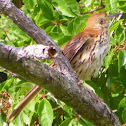 Brown Thrasher