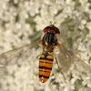 Marmalade Hover-Fly