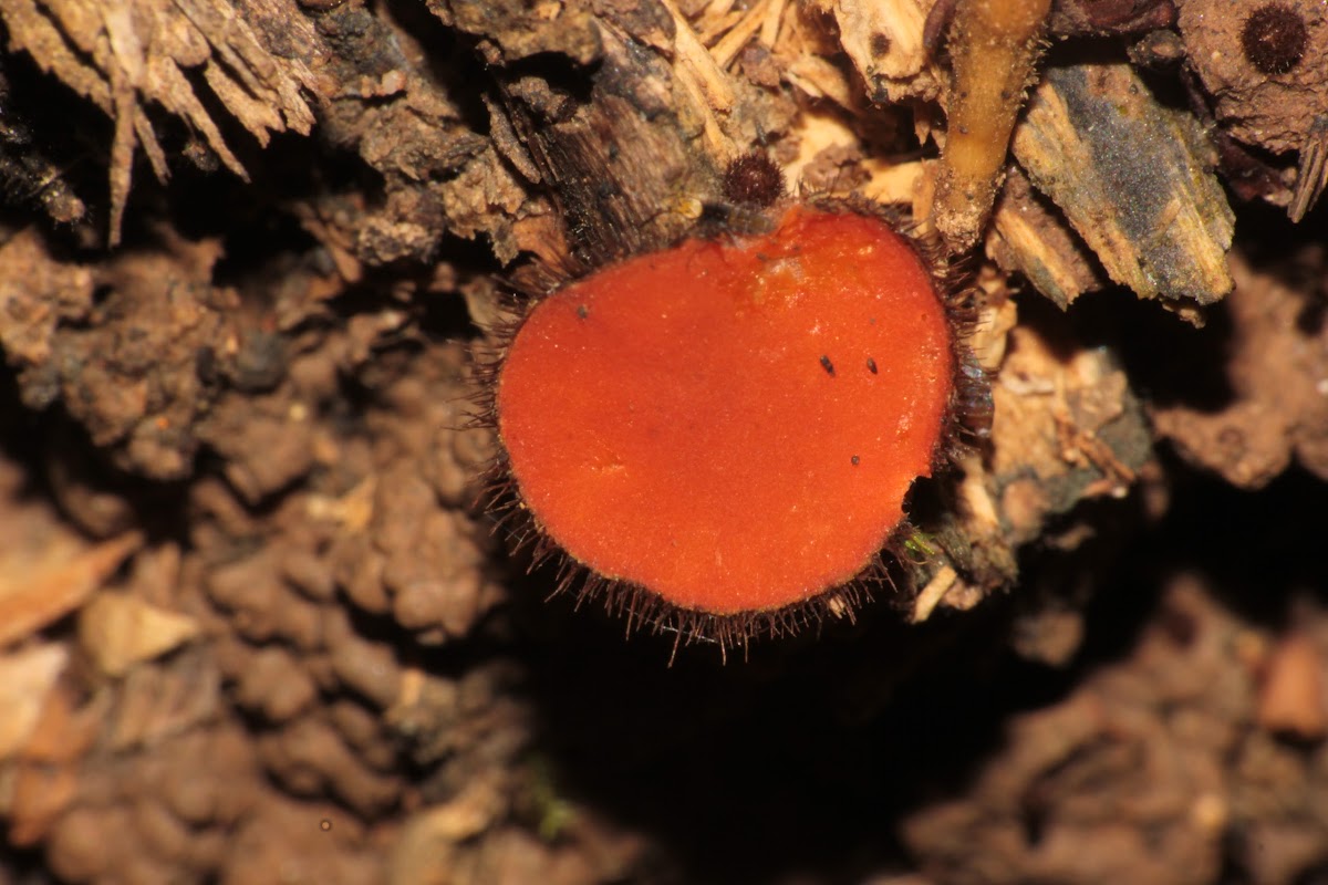 Eyelash Fungi
