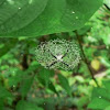 Silver Argiope