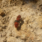 Pacific Red Velvet Ant