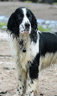 Springer Spaniels Wallpapers Screenshots 3