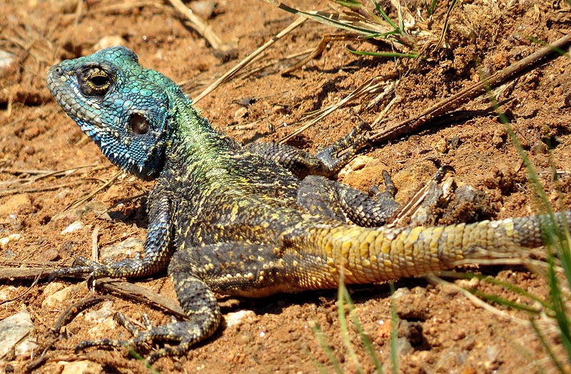 Southern tree agama
