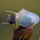 Malaysian Trumpet snail
