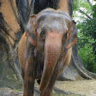 Asian Elephant (female)