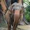 Asian Elephant (female)
