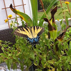 Eastern Tiger Swallowtail (female)