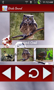 Birds Calls Sounds Screenshots 18