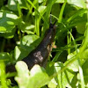 roundback slug