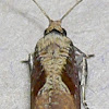 Maple Leaftier Moth
