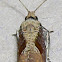 Maple Leaftier Moth