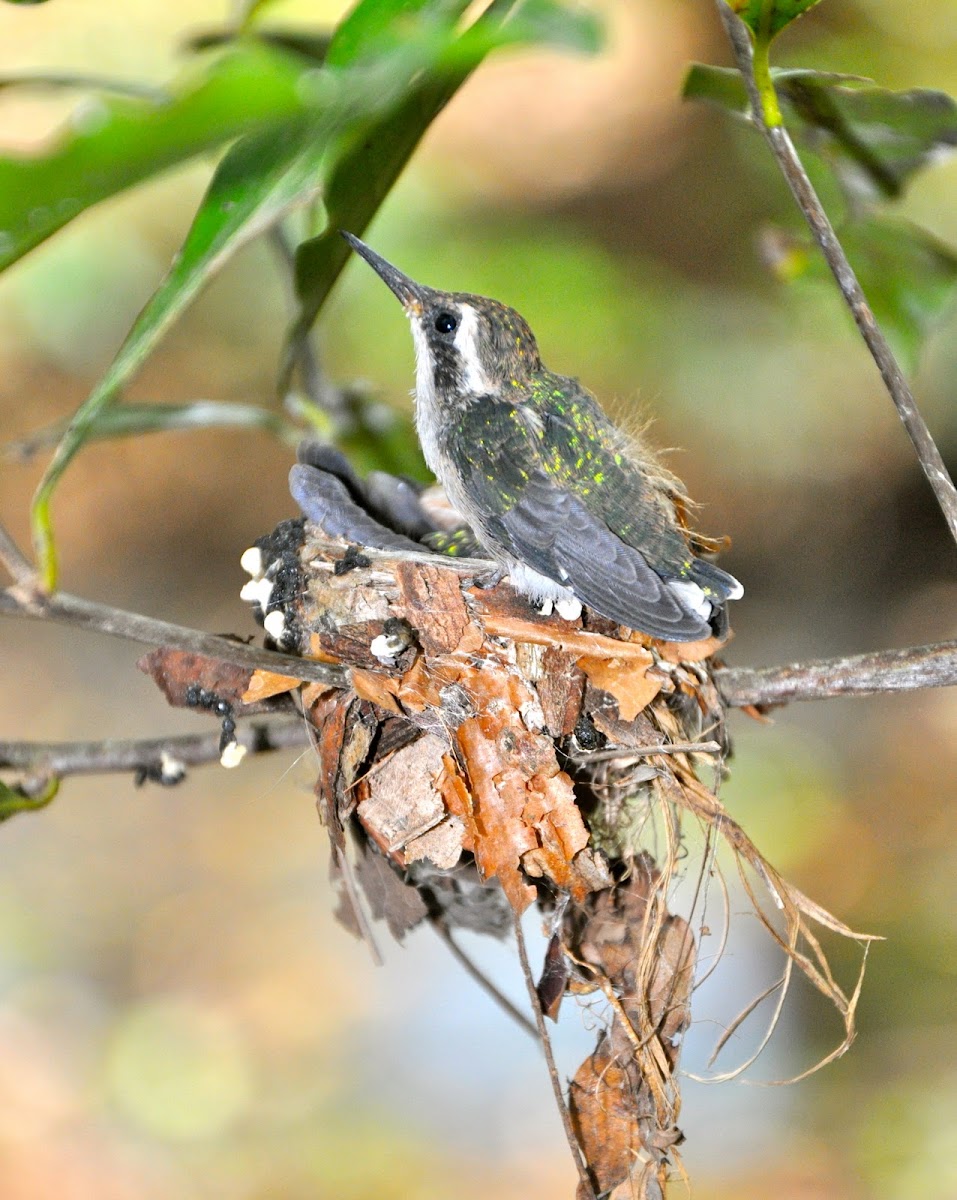 Fork-tailed Emerald Hummingbird Babies