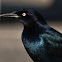 Boat-tailed Grackle