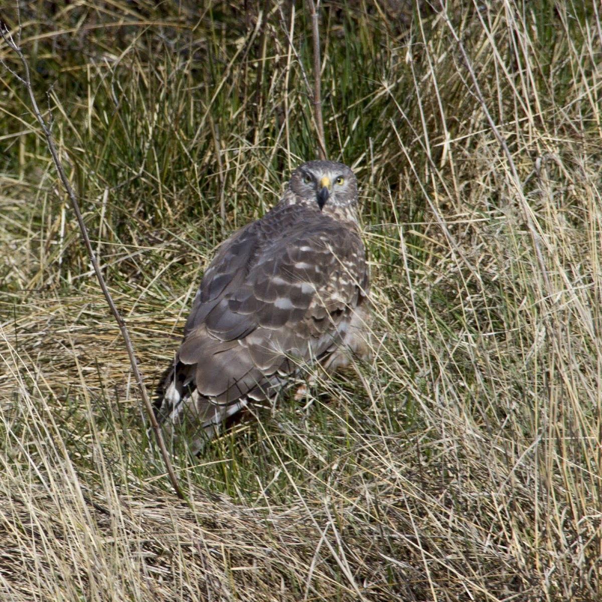 Cinereus Harrier